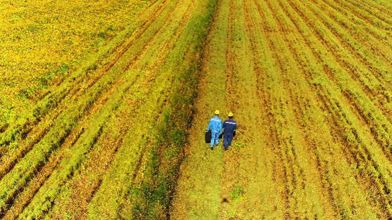 江门台山供电局：好电护航，助力“广东第一田”颗粒归仓